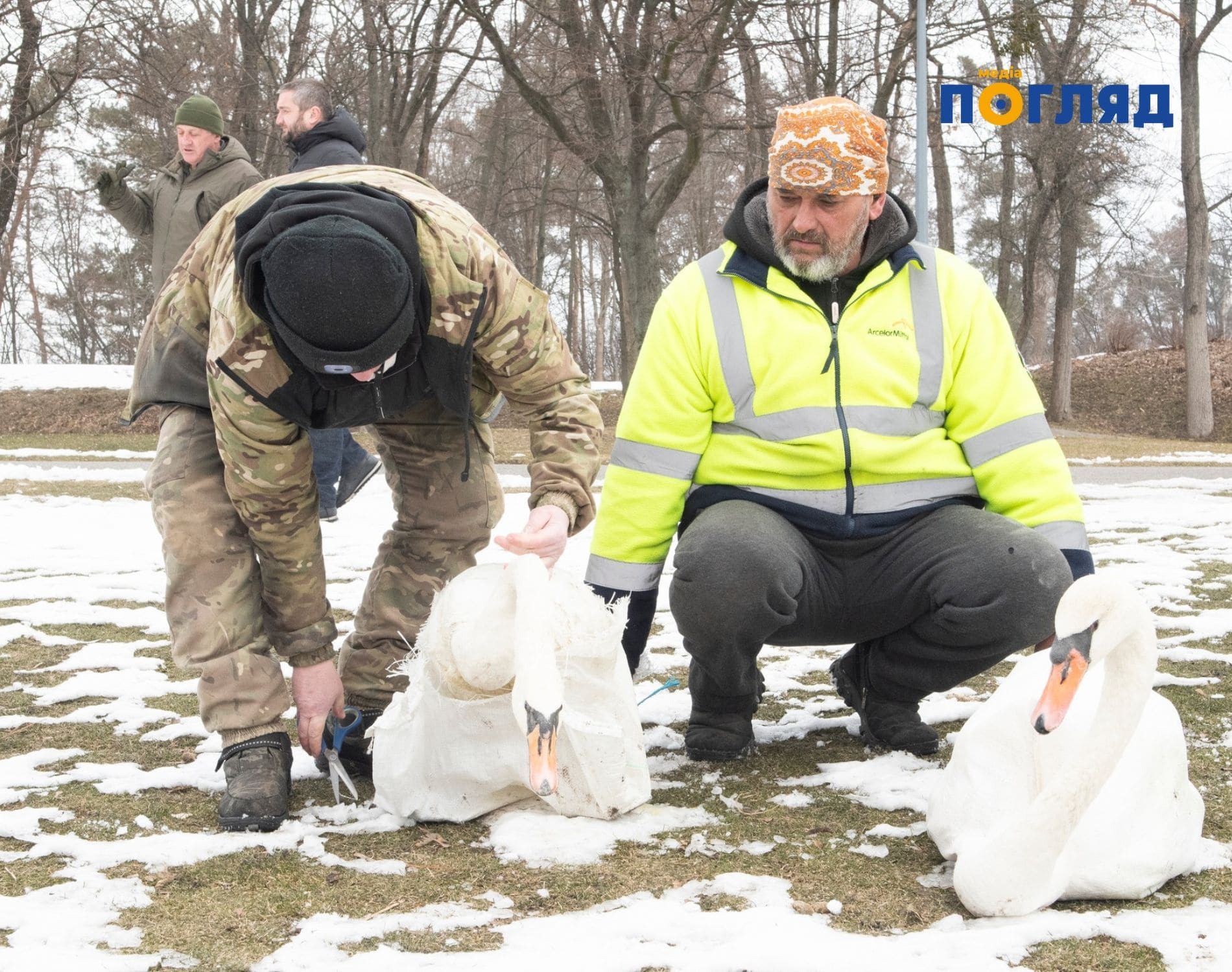 Міндовкілля ініціює створення робочої групи для розвитку реабілітації лебедів у парку-пам'ятці 